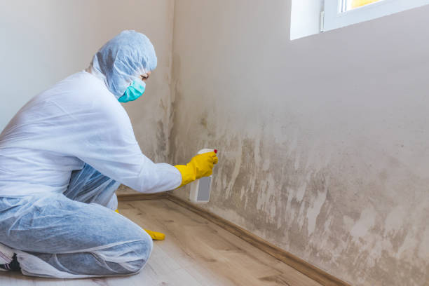 Professional mold removal team in Bridgewater